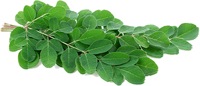Moringa leaves